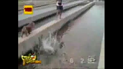 Funny Kids And Animals