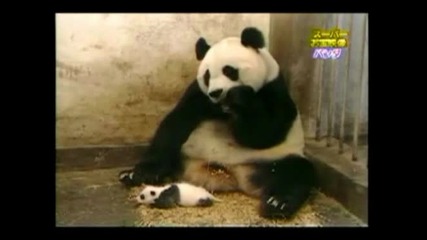 Сладко бебе панда...
