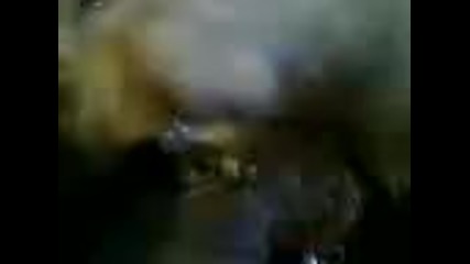 my cat