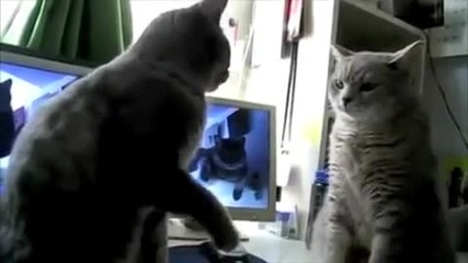 Котките не еб**т * Смях 