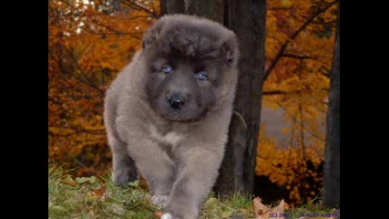 Kangal vs Caucasian Dog vs Sarplaninac 