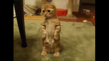 Много Сладко Котенце Стои На Два Крака 