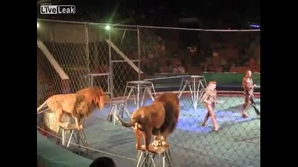 Лъв атакува дресьора си по време на цирково представление !!!