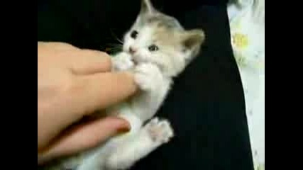 Small Kitten