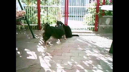 Куче и Котка си Играят 