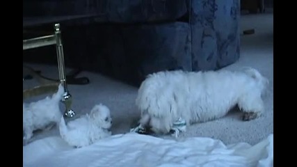 Кучета