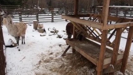Във варненския зоопарк се родиха 3 бебета камерунски козлета
