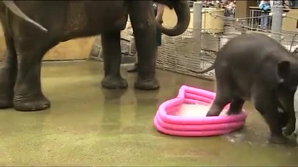 Слонче си играе с басейн