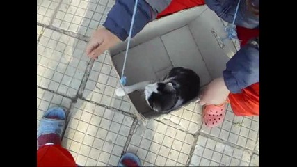 Тими и Пепи в конкурса , , Алфа и Омега 3d