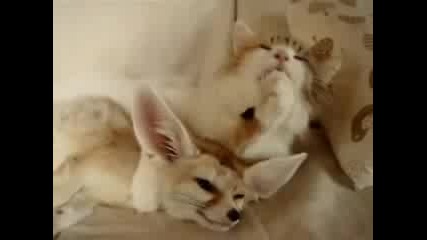 Котка Ближе Лисица