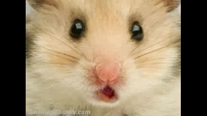 Hamster Time - Hamster Morph