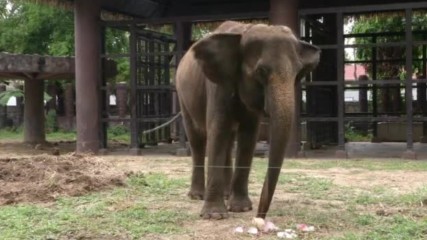 Как се разхлаждат животните в зоопарка в Банкок