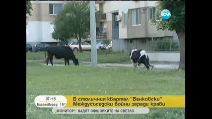 Междусъседски войни заради крави