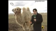 Тежката съдба на камилата