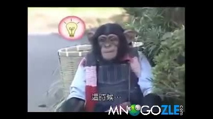 Хитро шимпанзе преметва куче