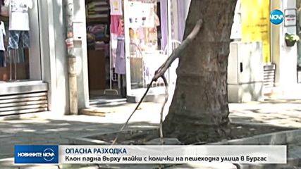 ОПАСНА РАЗХОДКА: Клон падна върху майки с колички в Бургас