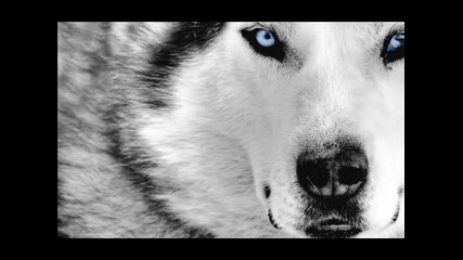 Бате Пешо - Wolf + Текст 