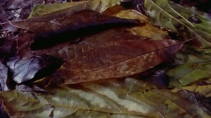 Гъби - Bbc Планетата Земя