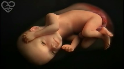 Живот в утробата - 9 месеца в 4 минути