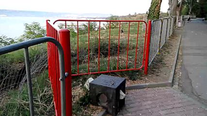 морска градина котки