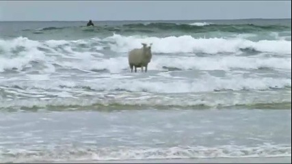 Овца кара сърф 