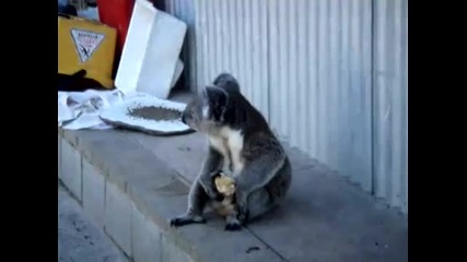 Sad Koala eats an apple, looks back on his life