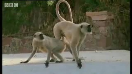 New leader kills monkey babies - Monkey Warriors - Bbc animals 