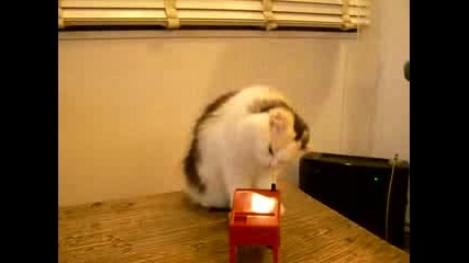 смешна котка