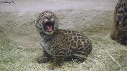 Новородено бебе ягуар прави първите си стъпки