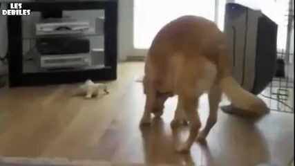 Куче хваща със уста три топки