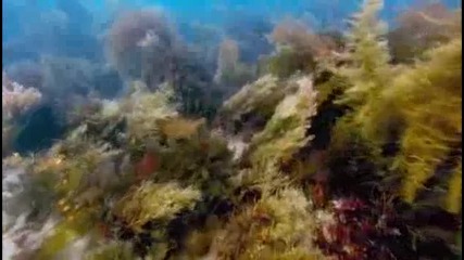 Красотата на Океана 