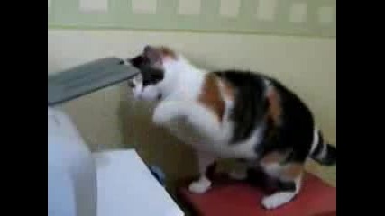 Котката Натупа Принтера  - Смях