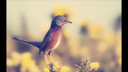 Sizzlebird - Visions