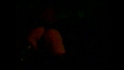 Сашо Роман - Оф, оф видео