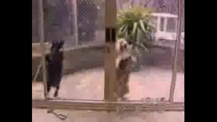 Crazy Dogs