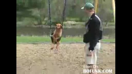 Люлеещото се куче