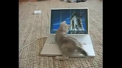 Котка Срещо Лаптоп