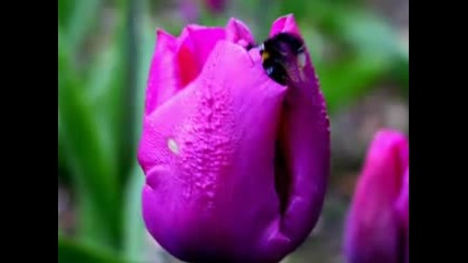 April - Flowers Show Andre Rieu Strauss Medley