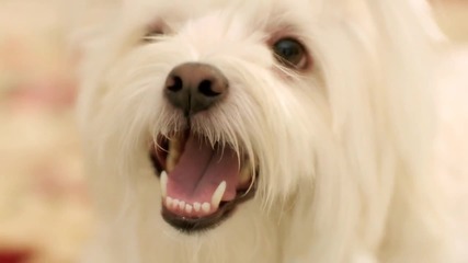 Sleigh Bells - Comeback Kid / Official video /