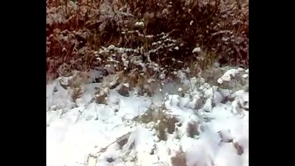Горда - заек 