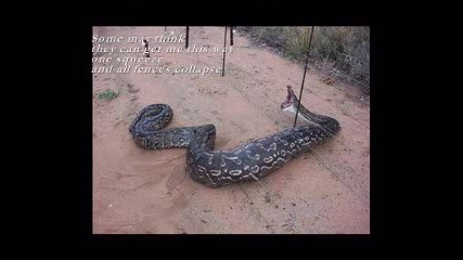 Giant Anacondas / Гигантски анаконди