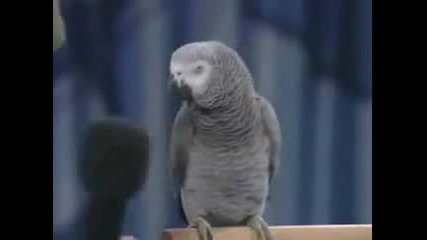Папагал Имитира Звуци На Животни (смях)