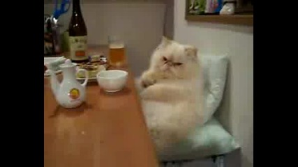 Котка Изяжда Трапезата