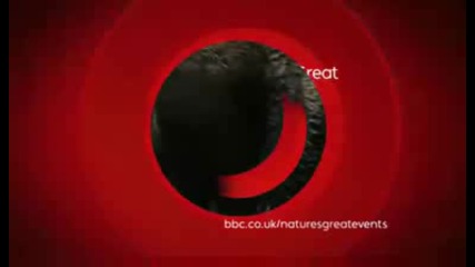 Bbc - Мечката си изтръсква вода от козината на много забевен кадър