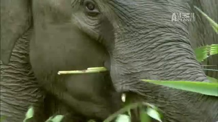 Китайския Слон 