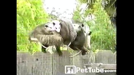 Майка Да Не Си На Тоя Свят