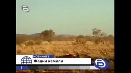 Жадни камили в Австралия - 25.11.2009г.