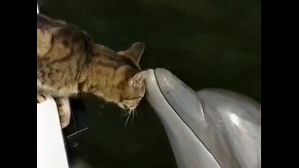 Котка и делфин се забавляват