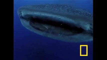Whale Shark
