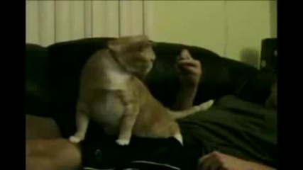 Тази котка ще ви побърка от смях !! симулация на гъдел :d
